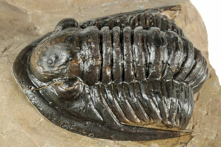 Proetid (Dalejeproetus) Trilobite - Atchana, Morocco #359518